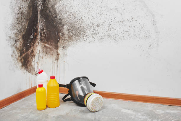 Best Attic Mold Remediation in Mackinaw, IL