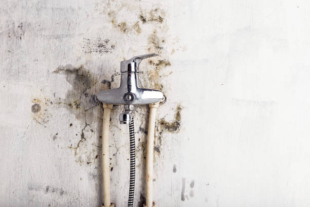 Best Insurance-Related Mold Remediation in Mackinaw, IL