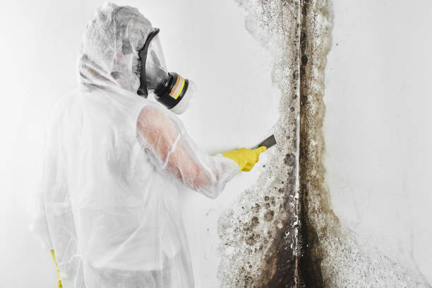 Best Health and Safety Mold Remediation in Mackinaw, IL