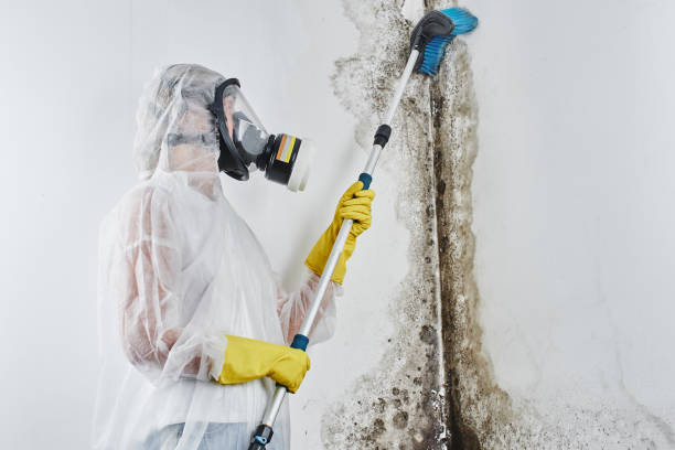 Best Insurance-Related Mold Remediation in Mackinaw, IL