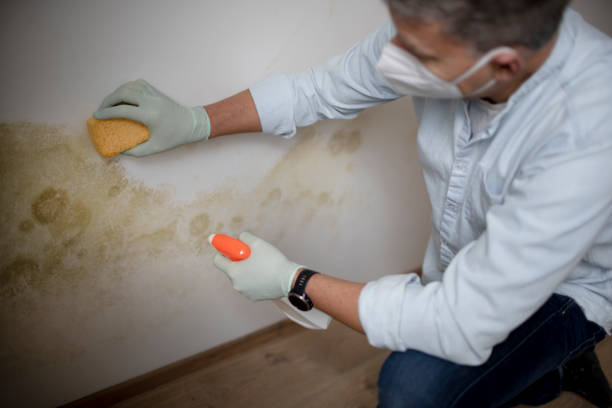 Best Residential Mold Remediation in Mackinaw, IL