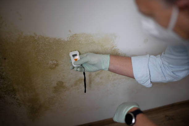 Best Commercial Mold Remediation in Mackinaw, IL