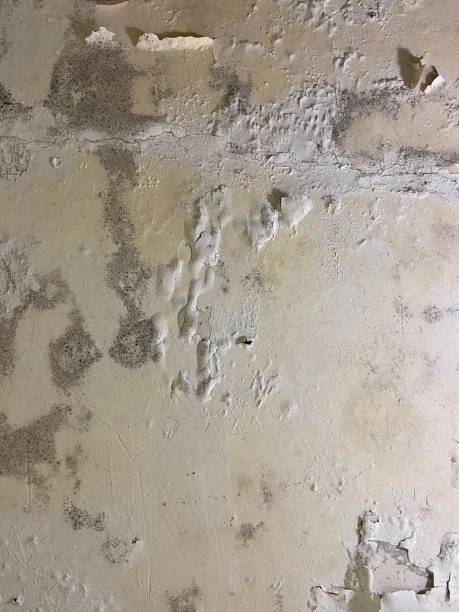 Mackinaw, IL Mold Remediation Company