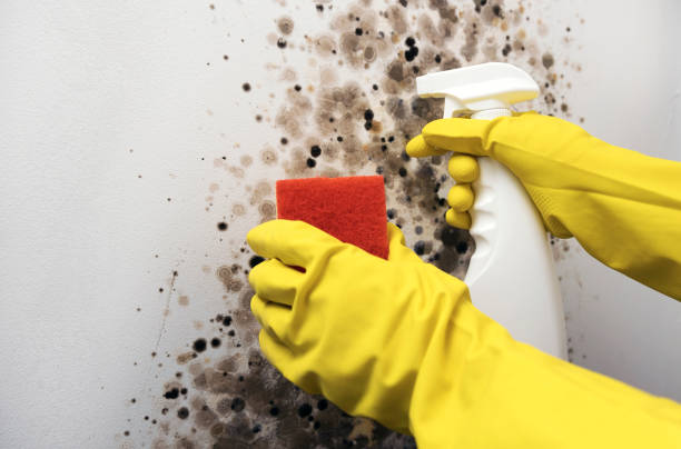 Best Crawl Space Mold Remediation in Mackinaw, IL