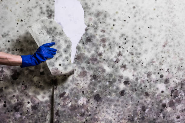 Best Mold Testing and Inspection Services in Mackinaw, IL