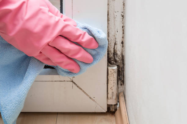 Best Preventive Mold Services in Mackinaw, IL