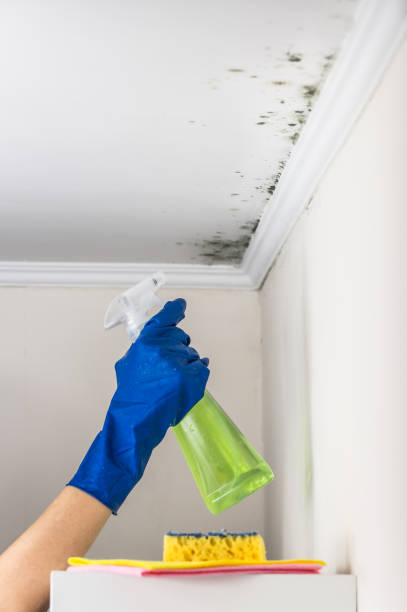 Best Localized Mold Remediation (e.g., coastal areas, humid climates) in Mackinaw, IL